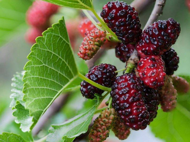 Шелковица купить саженцы из питомнике в Улан-Удэ