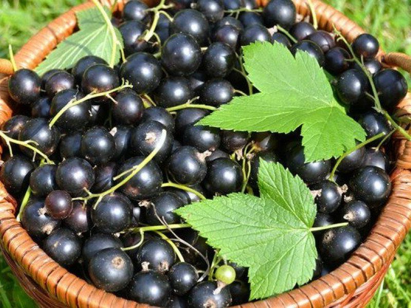Смородина купить саженцы из питомника в Улан-Удэ