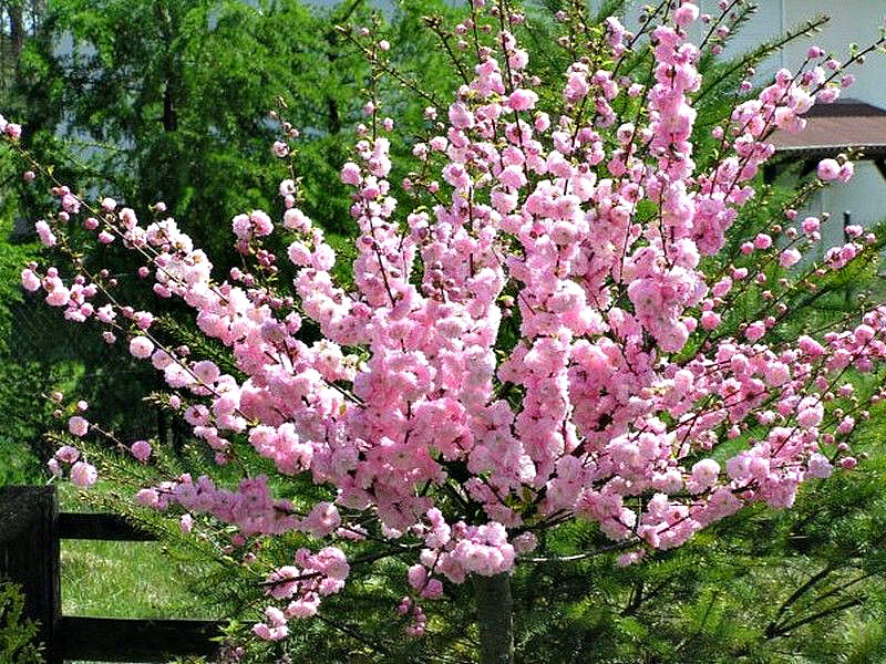 Миндаль купить саженцы из питомника в Улан-Удэ