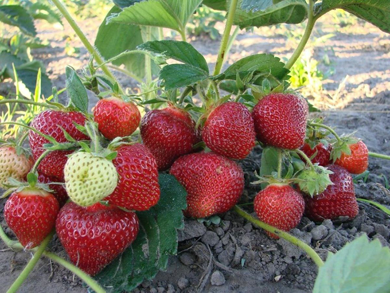 Клубника купить саженцы из питомника в Улан-Удэ