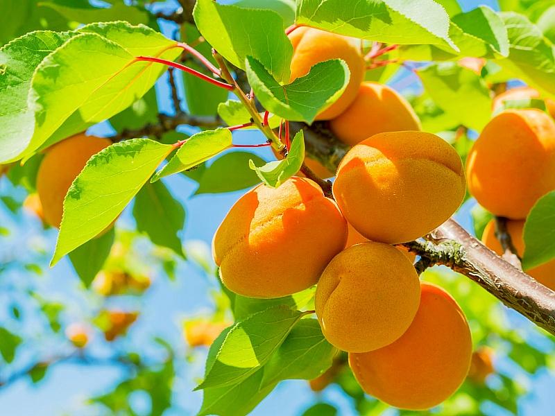 Абрикос купить саженцы из питомнике в Улан-Удэ