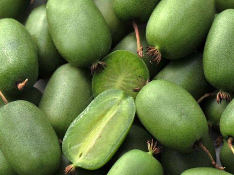 Актинидия купить саженцы из питомнике в Улан-Удэ