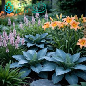 Хоста "ТРУ БЛЮ"
