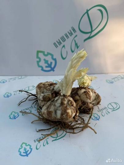 Лилия "ЛОЛЛИПОП" 3 штуки (размер 18/20)