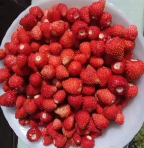 Саженцы земляники Александрина 7 шт